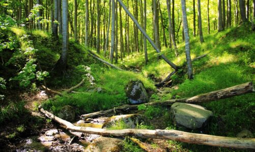 Nationalpark Jasmund